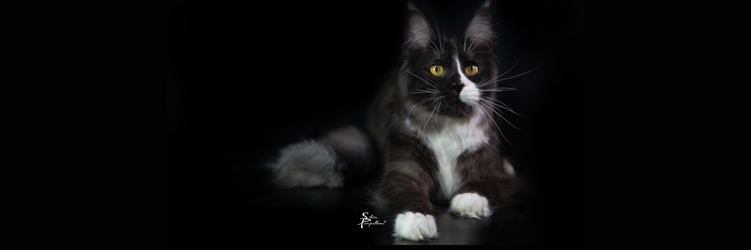 Orrono Maine Coons